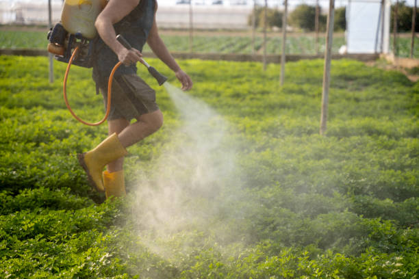 Trusted Grand Point, LA Pest Control Experts
