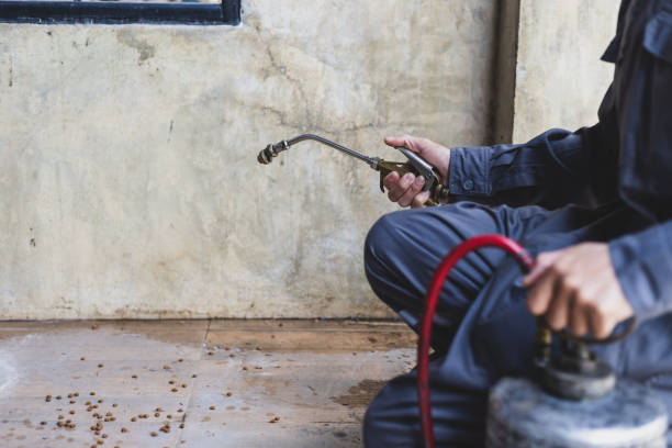 Best Rat Extermination Near Me  in Grand Point, LA